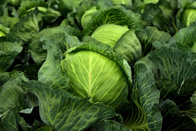 Ornamental Cabbage in Winter