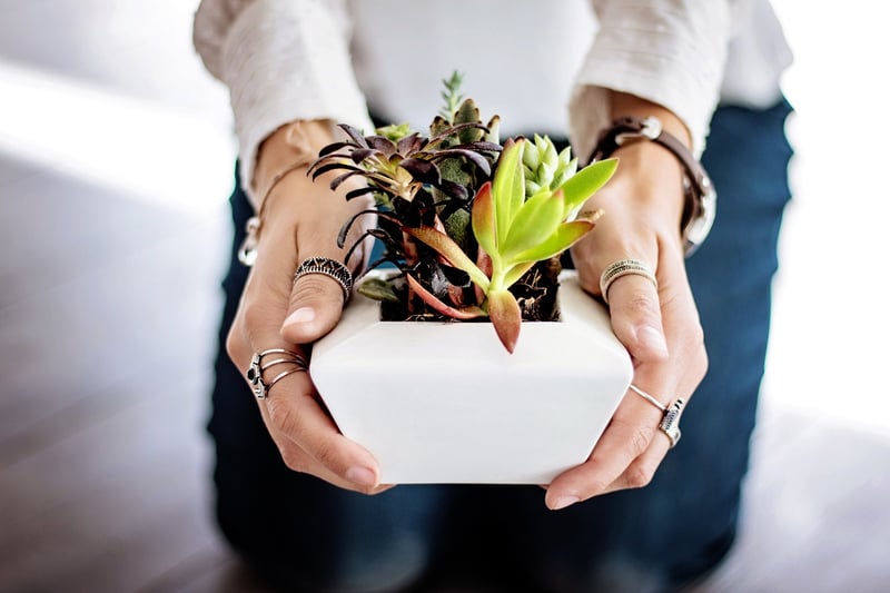 Shoe Organizer Planters