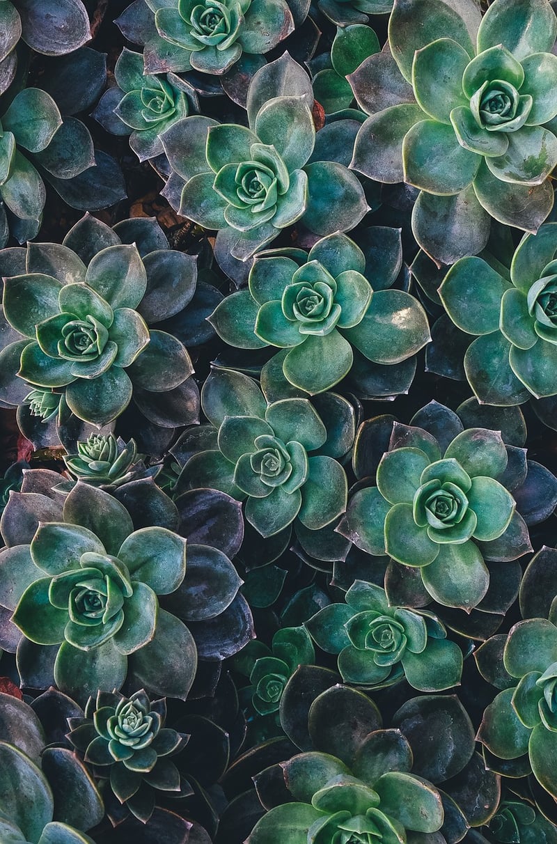 Succulents in Summer