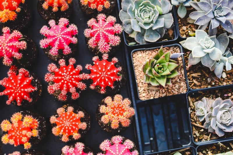 Creative Plant Displays