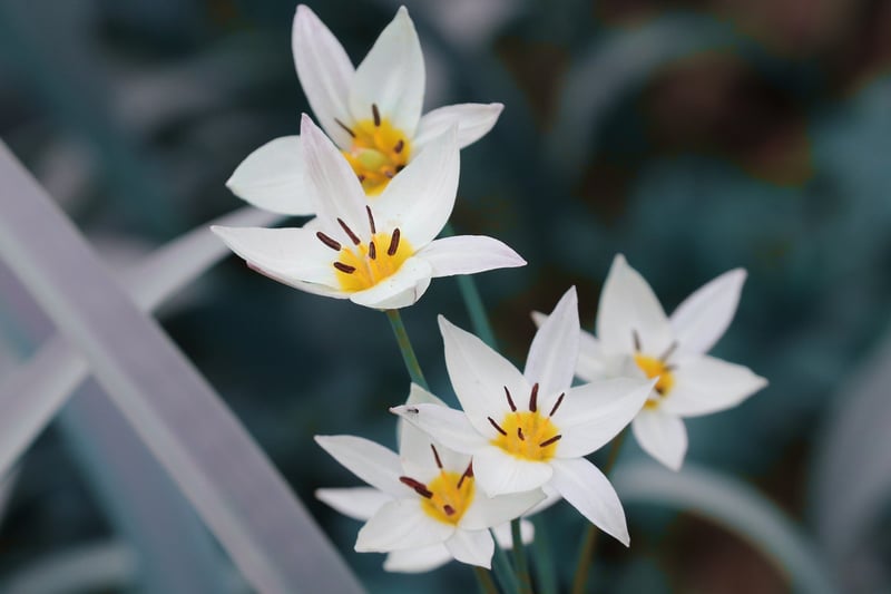 Tulips in Spring